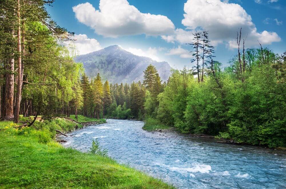 Weyerhaeuser Aktienanalyse: Geld wächst doch auf den Bäumen - 5,2% Dividendenrendite, echter Sachwert!